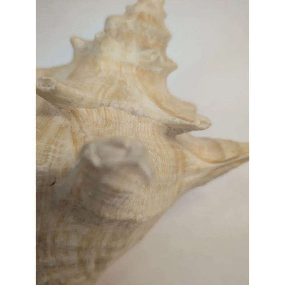 🏖️Large Vintage Pink-Lipped Murex Sea Shell Natural Ocean‎ Beach Coastal Decor